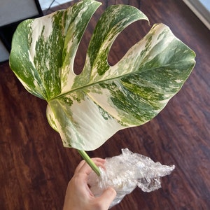 Tradescantia Blossfeldiana Aurea limelight 15 - Etsy