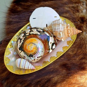 Polished Pearl Turbo Shell: South African Hermit Crab Habitat (1 1
