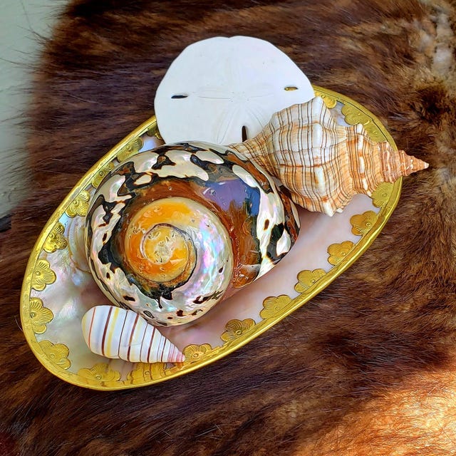 Polished Pearl Turbo Shell: South African Hermit Crab Habitat (1 1