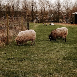 Holly added a photo of their purchase