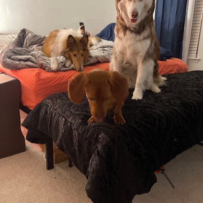Dog Bed Mattress Extender Kit
