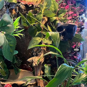 Infernoir added a photo of their purchase