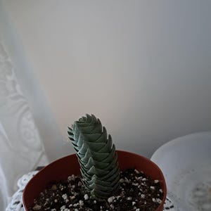 Comprador de Etsy ha añadido una foto de su compra