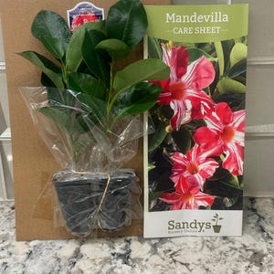 Cindy added a photo of their purchase