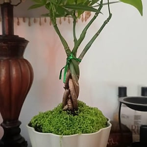 Frangelica added a photo of their purchase