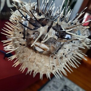 大型フグ剥製 - 吊り下げ可能なフグの展示 - Etsy 日本