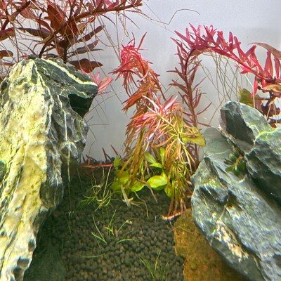3 Stems Ludwigia Cuba – Live Aquarium Plants, Rare, Gorgeous – Free Shipping
