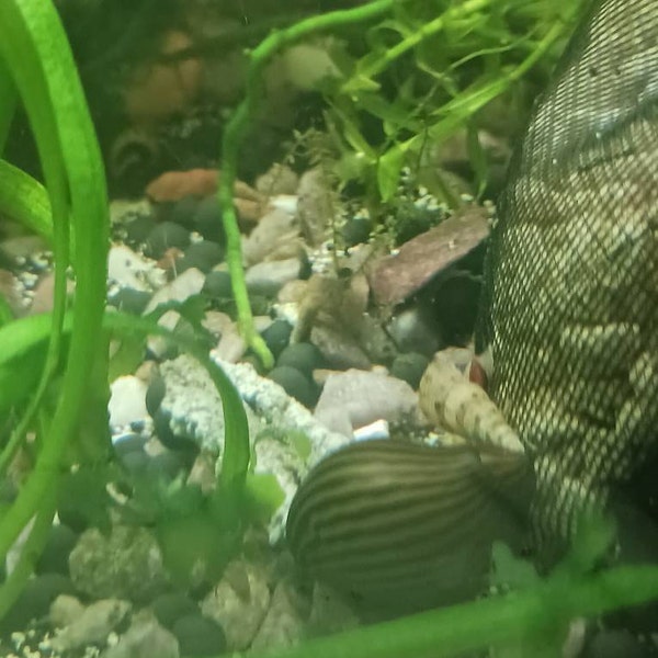Mystery Snail Guardians Snello Kit