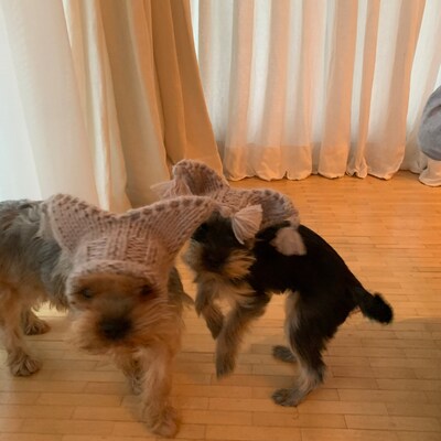 Fabric Dog with Red/White Pompoms main image 0