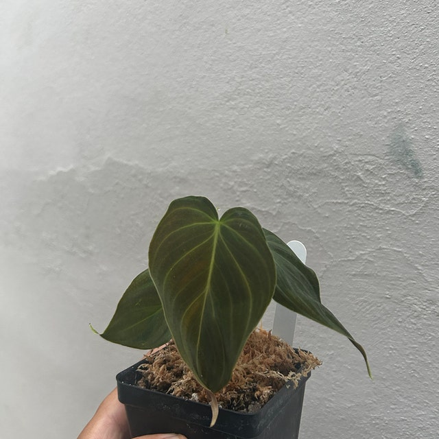 big leaf philodendron selloum Philodendron Selloum 10'