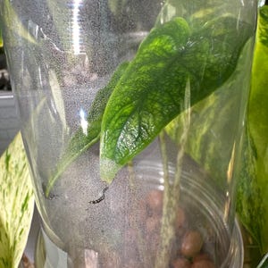 Samantha added a photo of their purchase