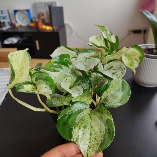 Epipremnum Pinnatum ‚Happy Leaf‘ — Panaschierte Efeutute, 12 Cm Topf, Pflegeleichte Luftreinigungs-Zimmerpflanze