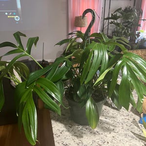 Clarissa added a photo of their purchase