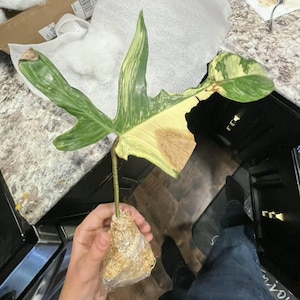 Kelsey added a photo of their purchase