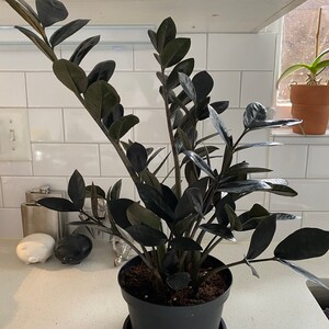 Black Zz Zamioculcas Zamiifolia Raven Etsy