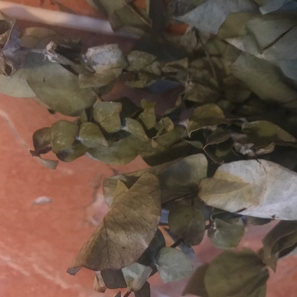 Shower Eucalyptus Bundle - Fresh Cut Eucalyptus - Etsy UK