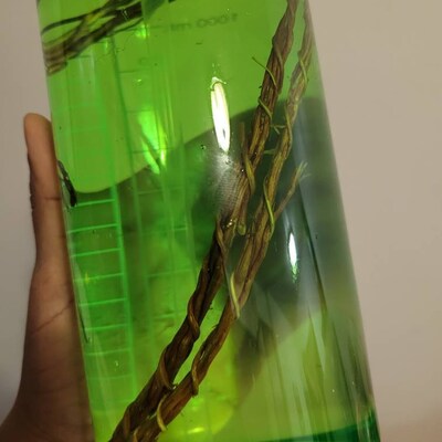 Comme Avant – Crème solide au macérât de plantain bio – 50 g