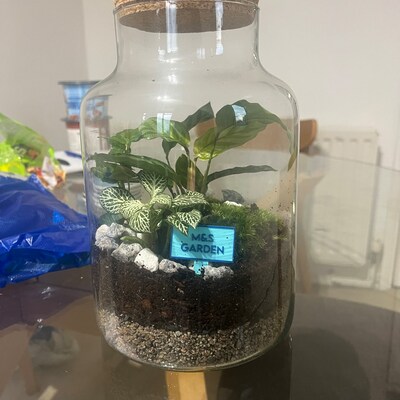Terrarium Kit With Plants Etsy UK
