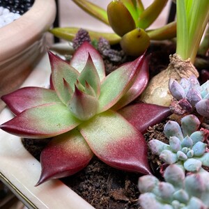 Chris added a photo of their purchase