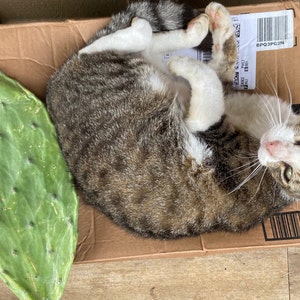 Etsy buyer added a photo of their purchase