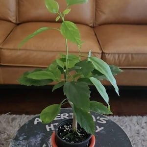 Sharmin added a photo of their purchase