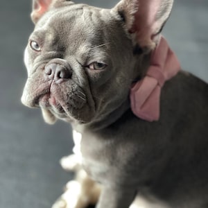 Jazmyne ha aggiunto una foto del proprio acquisto