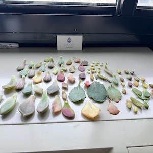 Amelia heeft een foto van de aankoop toegevoegd
