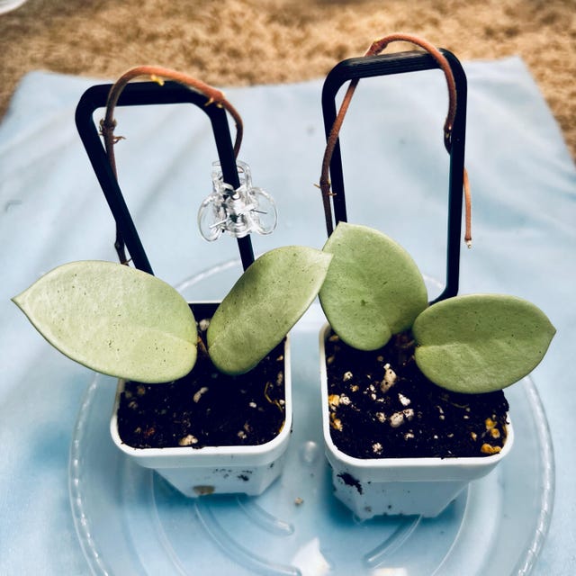 Hoya Mathilde Grey Fairy Full Silver ROOTED and Growing! - Etsy