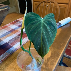 Jacque added a photo of their purchase