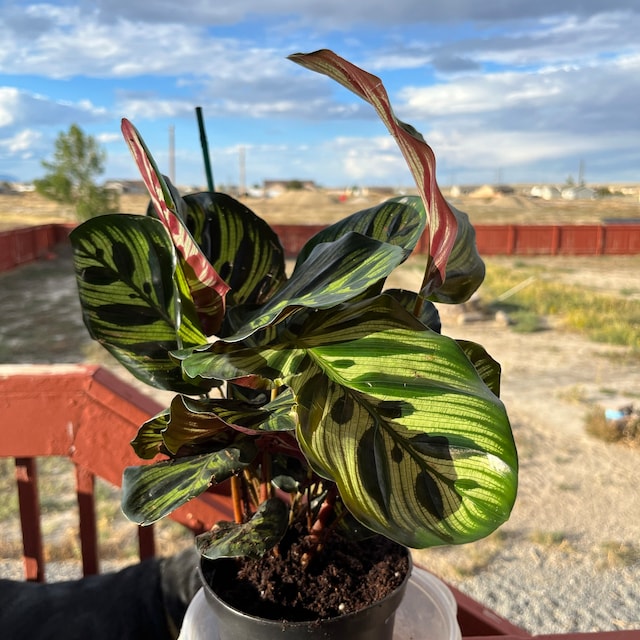 Calathea Makoyana, Peacock Plant, in 6" Inches Pot, Cathedral Windows,  Prayer Plant, Maranta, Marantaceae, Live House Plant - Etsy Canada