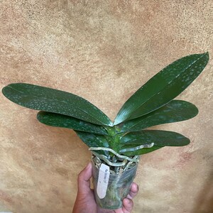 激レア 新品Latina ミラーハング METEORATOYZ メテオラトイズ Phal. Miki Meteor '121', Unique Flower Pattern, Multifloral, Can