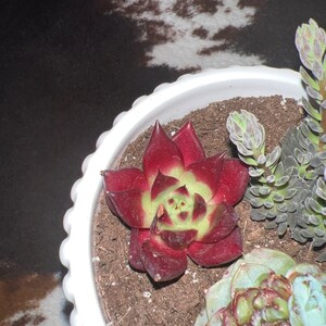 Amanda added a photo of their purchase