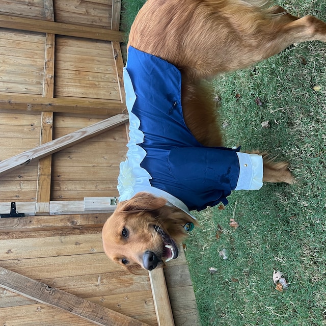 Dog Costume Dog Alexander Hamilton Costume Dog Halloween Costume
