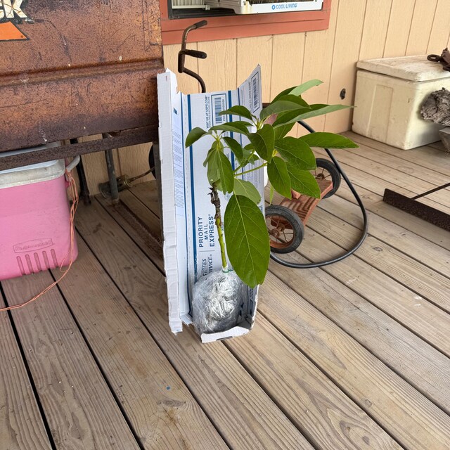 Grafted Avocado Simmonds Live Fruit Tree (aguacate Injerto)1-2ft