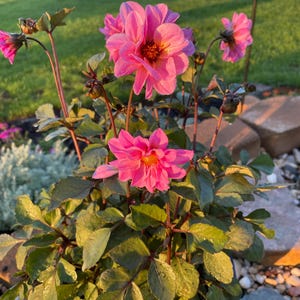 shelee ha añadido una foto de su compra