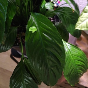 JulieAnn added a photo of their purchase