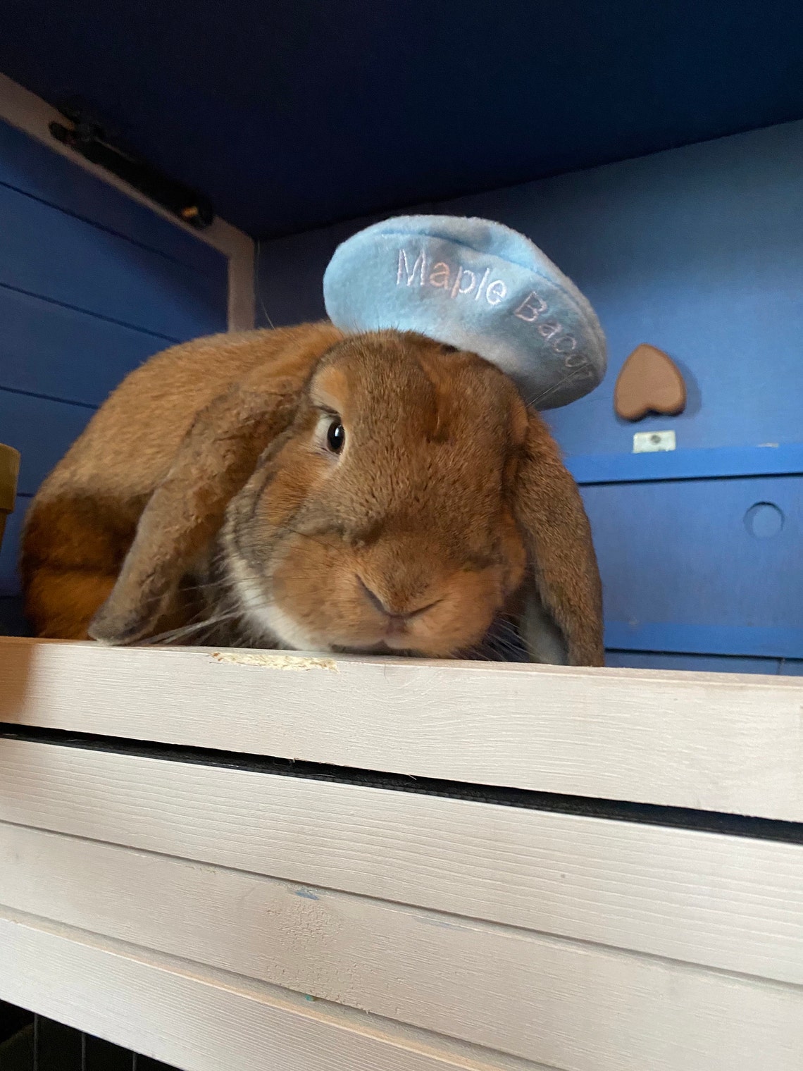 Customer photo of a pet with the Beret Personalized for small pet Raspberry