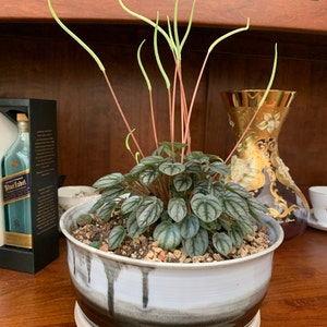 Alida added a photo of their purchase