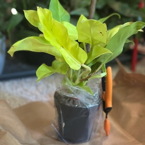 Philodendron Ceylon Beauty - Lemon Lime | Live Indoor Tropical Houseplant |  Home and Office Decor | Easy Care in 4", 6" and 8 Inch Pot - Etsy