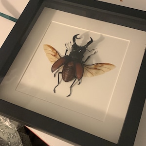 Coline ha añadido una foto de su compra