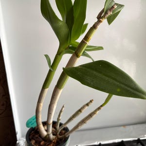 Angela added a photo of their purchase