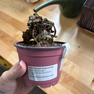 Allison added a photo of their purchase