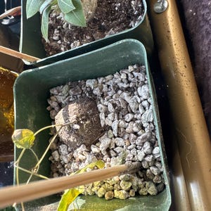 Huiruo added a photo of their purchase