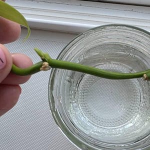 ANITA ha añadido una foto de su compra