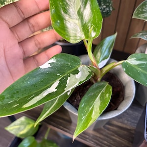 Virginia added a photo of their purchase