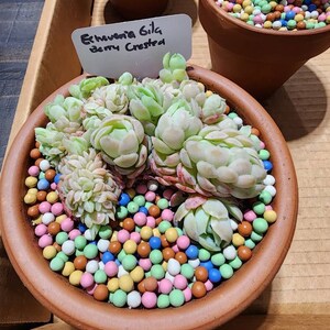 Omar ha añadido una foto de su compra