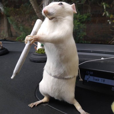 Taxidermie Rat Lecteur - Curiosité, Décoration Bibliothèque, Fabriqué En France