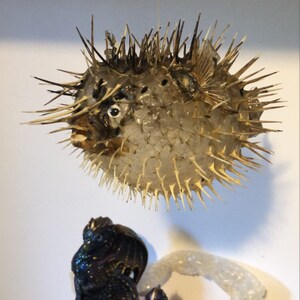 大型フグ剥製 - 吊り下げ可能なフグの展示 - Etsy 日本