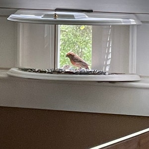 Window Bird Feeder with a 180° View from inside Your House. Window Insert  Bird F