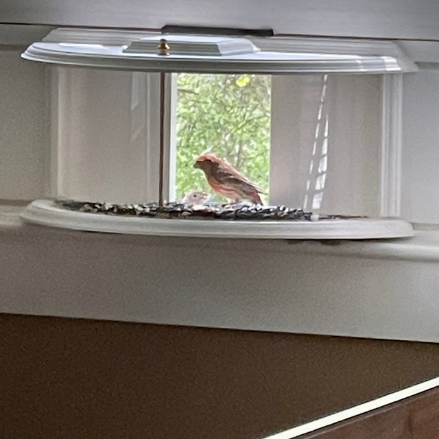 Panoramic In-Window Bird Feeder